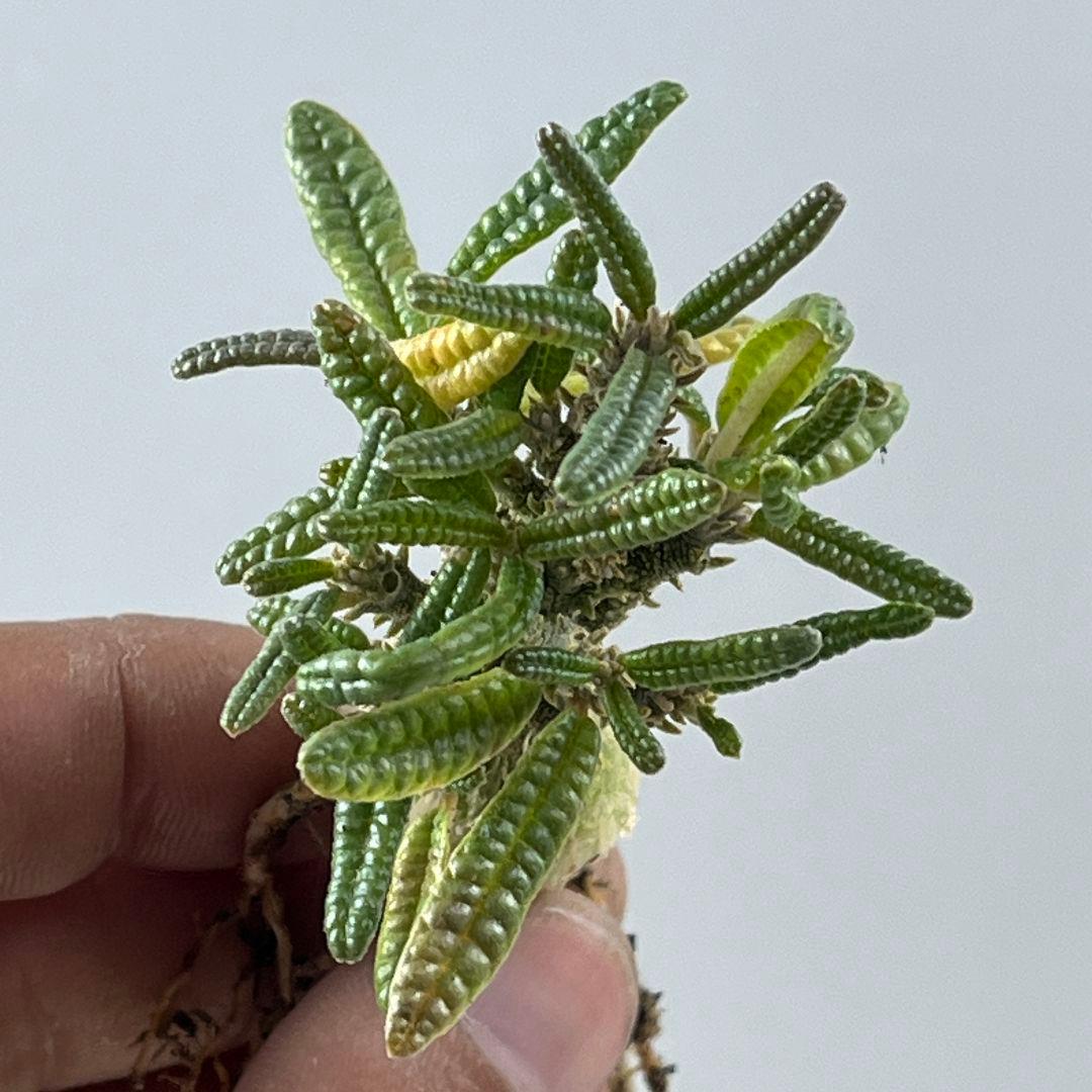 D61 実生 まん丸 ドルステニア ギガス ブラータ