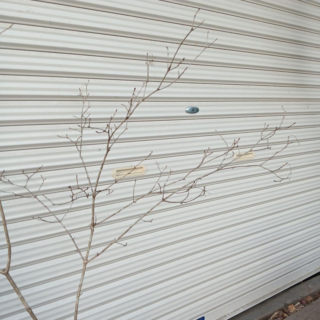 オトコヨウゾメ　2本立ち　山採り　⑤