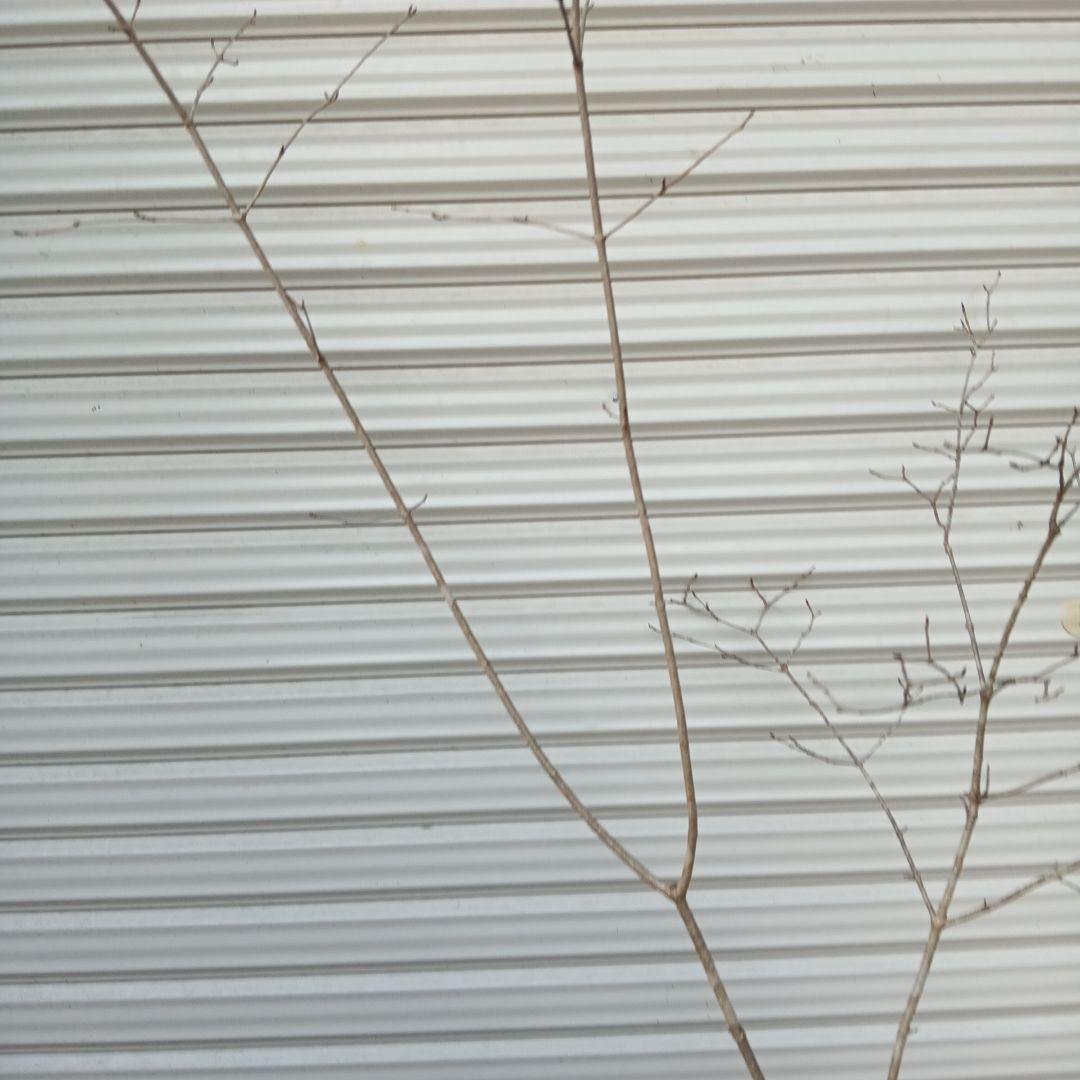 オトコヨウゾメ　2本立ち　山採り　⑤