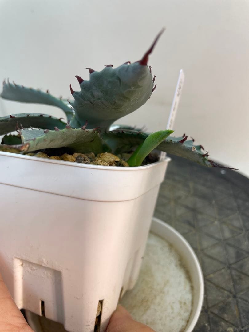 アガベ ハイブリッド 甲蟹×屈原の舞扇 特特選タイプ 曲棘 連棘 メルカリ