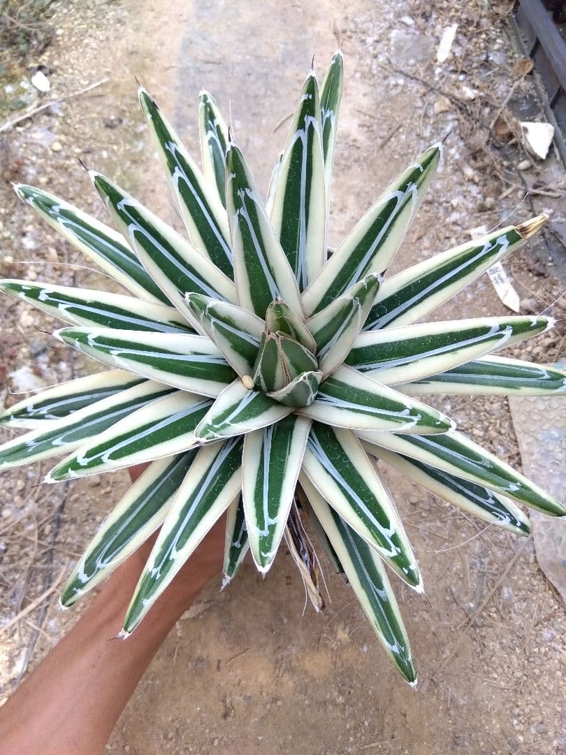 アガベ　氷山　超大株28センチ❗　③