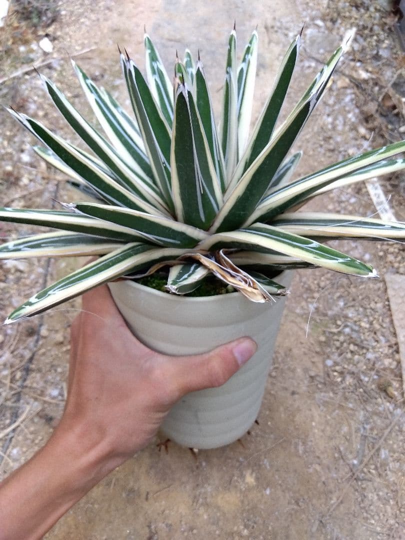 アガベ　氷山　超大株28センチ❗　③