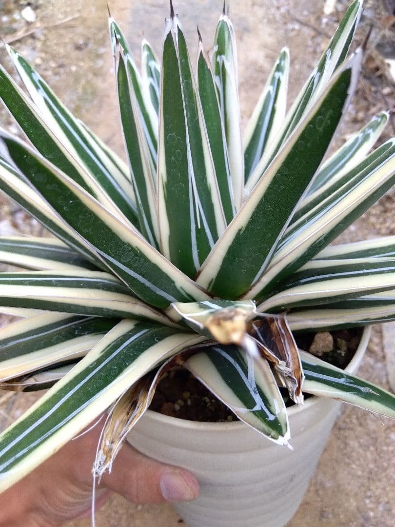 アガベ　氷山　超大株28センチ❗　③
