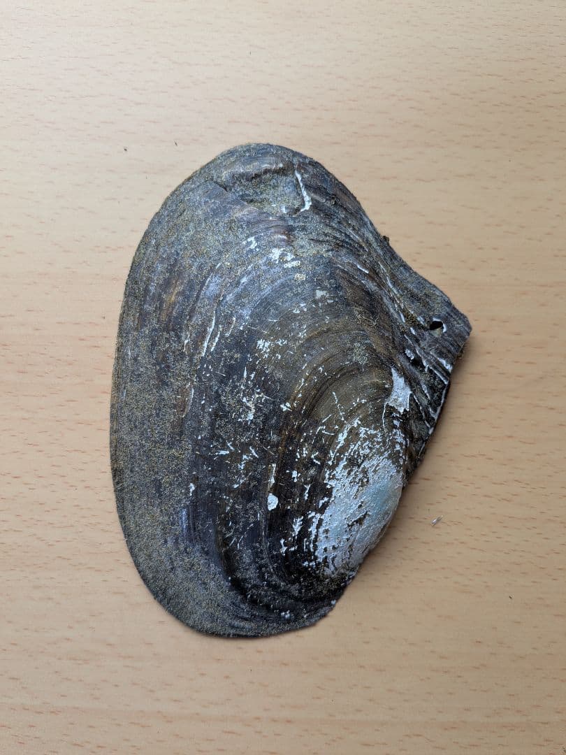 仏像真珠／淡水パール母貝 no.106