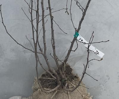 《現品》利休梅（リキュウバイ）樹高1.0ｍ（根鉢含まず）72【庭木/苗木/植木】