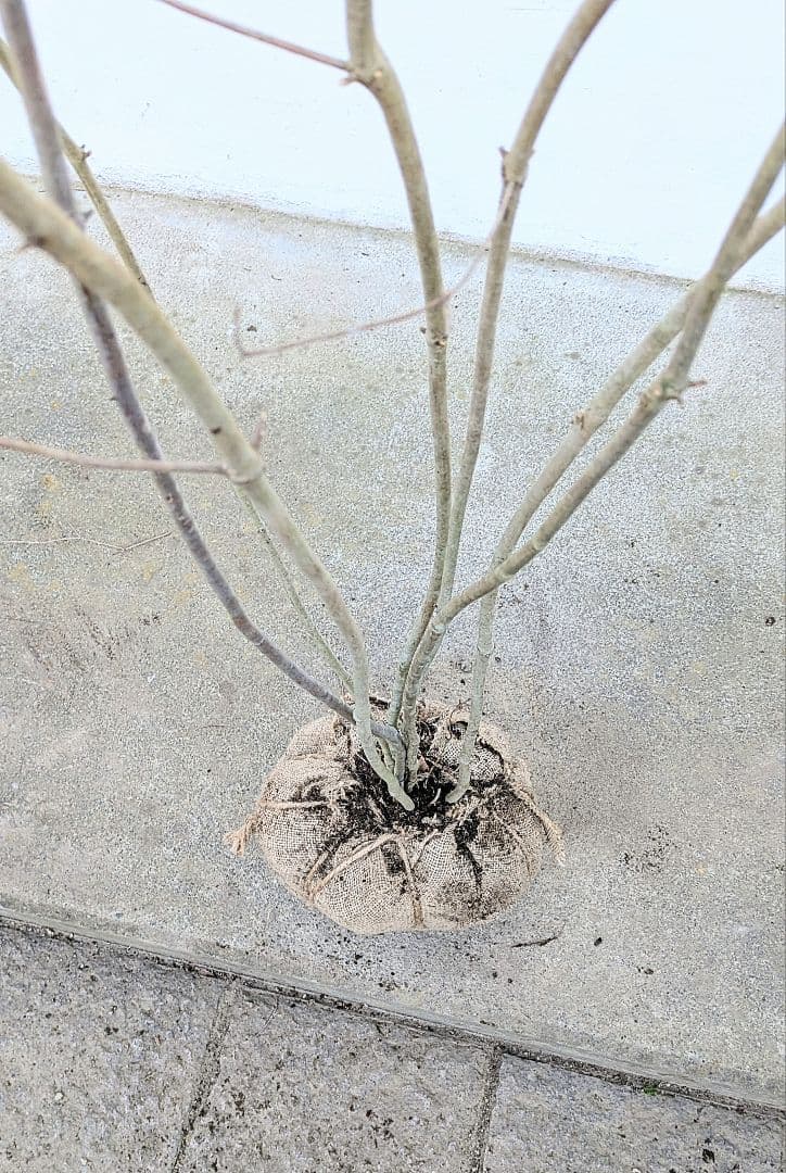 素性極上。。特大サイズの山採りドウダンツツジ。