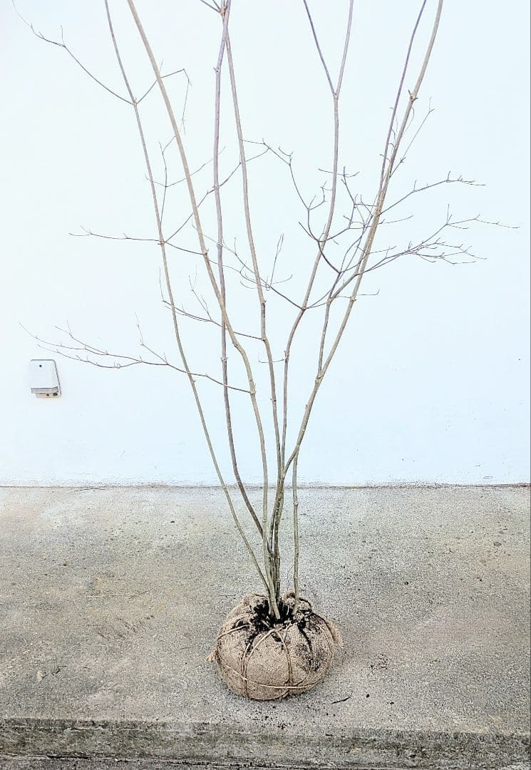 素性極上。。特大サイズの山採りドウダンツツジ。