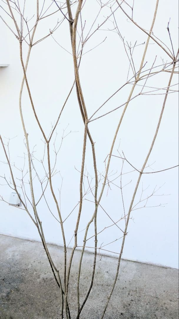 素性極上。。特大サイズの山採りドウダンツツジ。