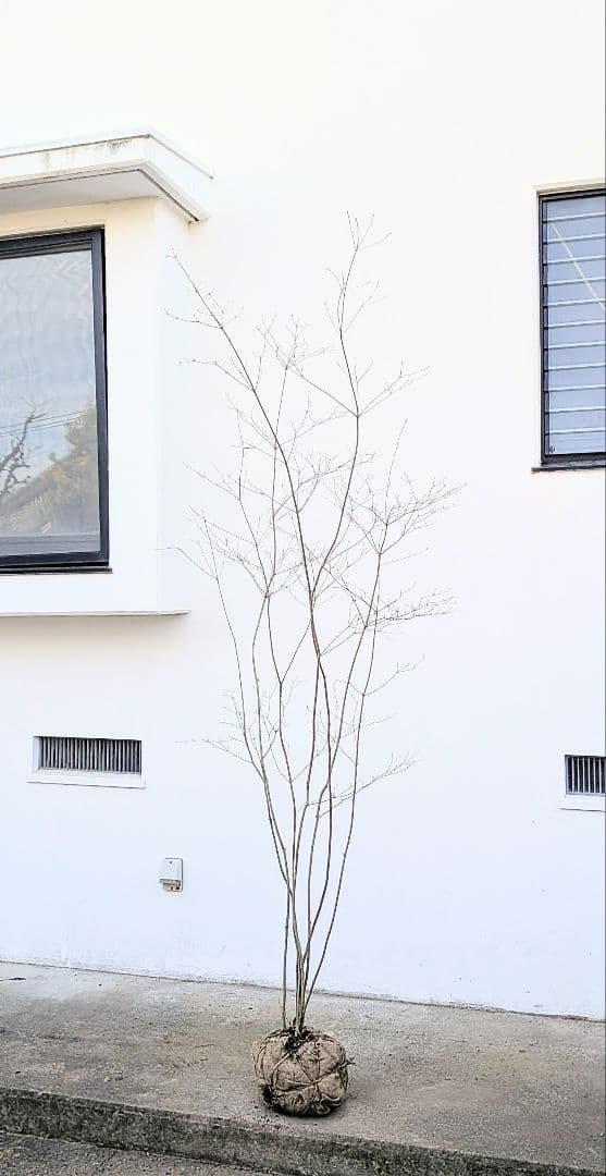 素性極上。。特大サイズの山採りドウダンツツジ。