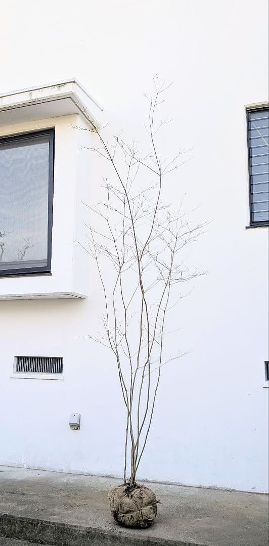 素性極上。。特大サイズの山採りドウダンツツジ。