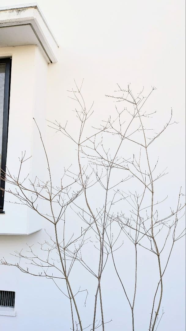 素性極上。。特大サイズの山採りドウダンツツジ。