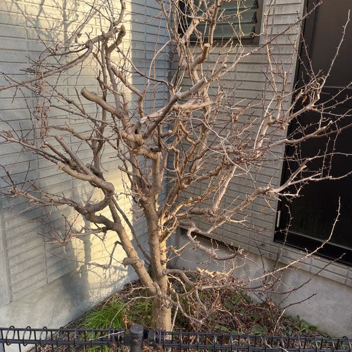 引っ越しに伴いお値下げ！国産山椒の木　すりこぎ　　直径約11.5cm 棍棒サイズ