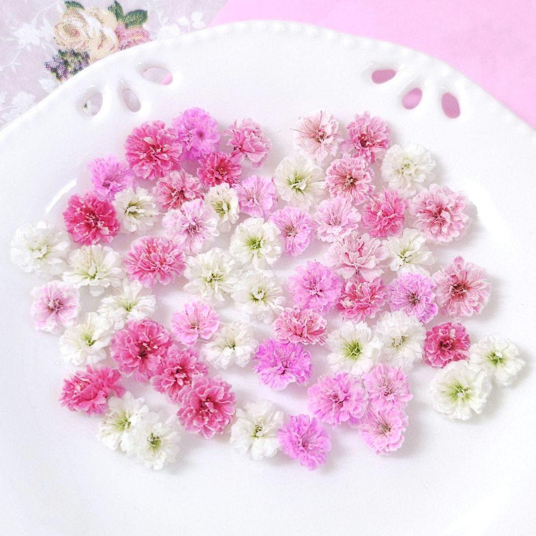 ✿ かすみ草 ドライフラワー カラーMIX 50粒 ＋α ✿ 【31】 - メルカリ