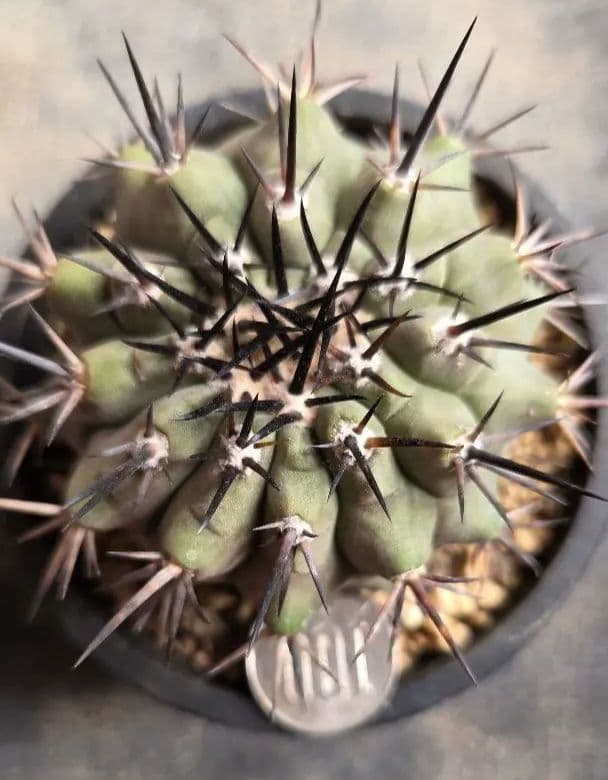 コピアポア　黒王丸　 実生継ぎ下ろし