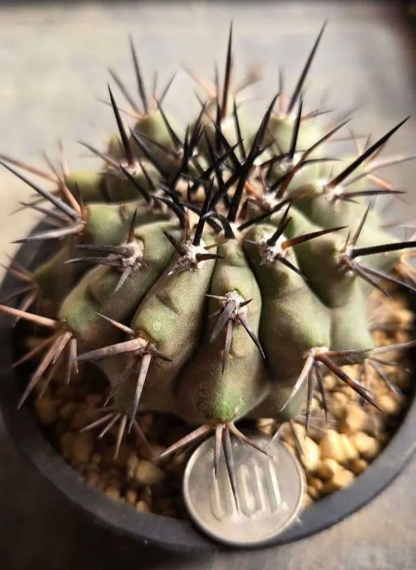 コピアポア　黒王丸　 実生継ぎ下ろし