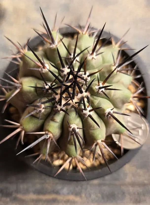 コピアポア　黒王丸　 実生継ぎ下ろし