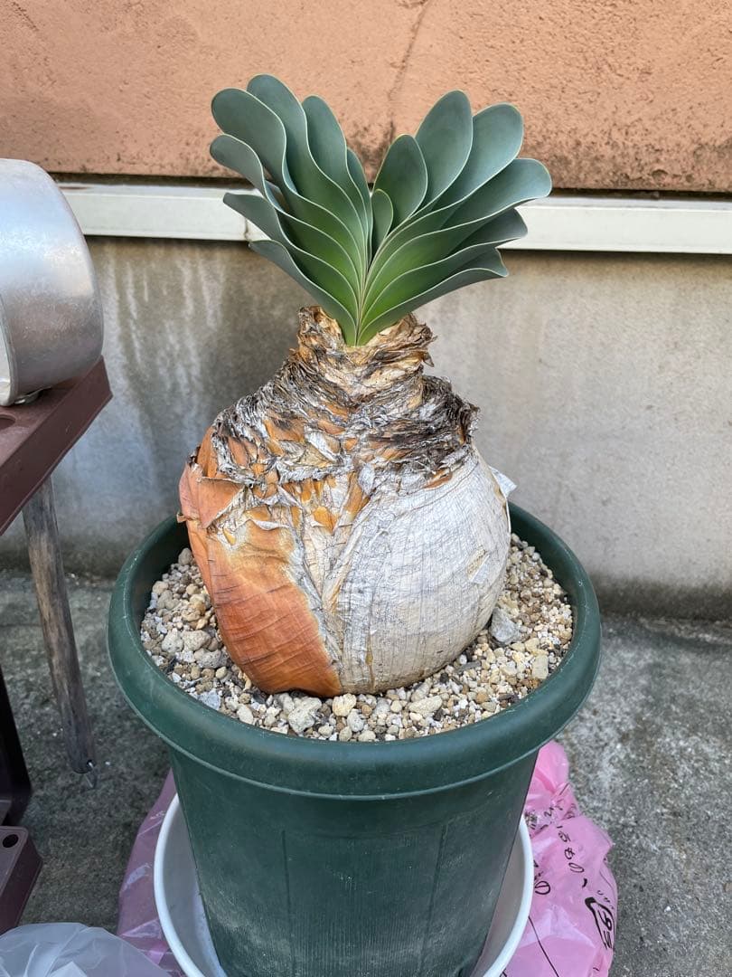 【休眠中】ブーファン ハエマンソイデス