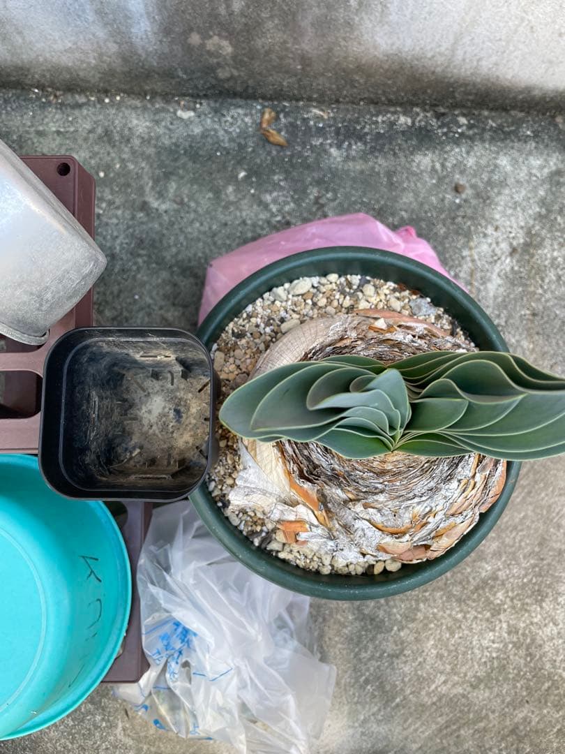 【休眠中】ブーファン ハエマンソイデス