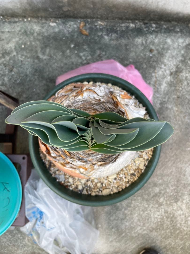 【休眠中】ブーファン ハエマンソイデス