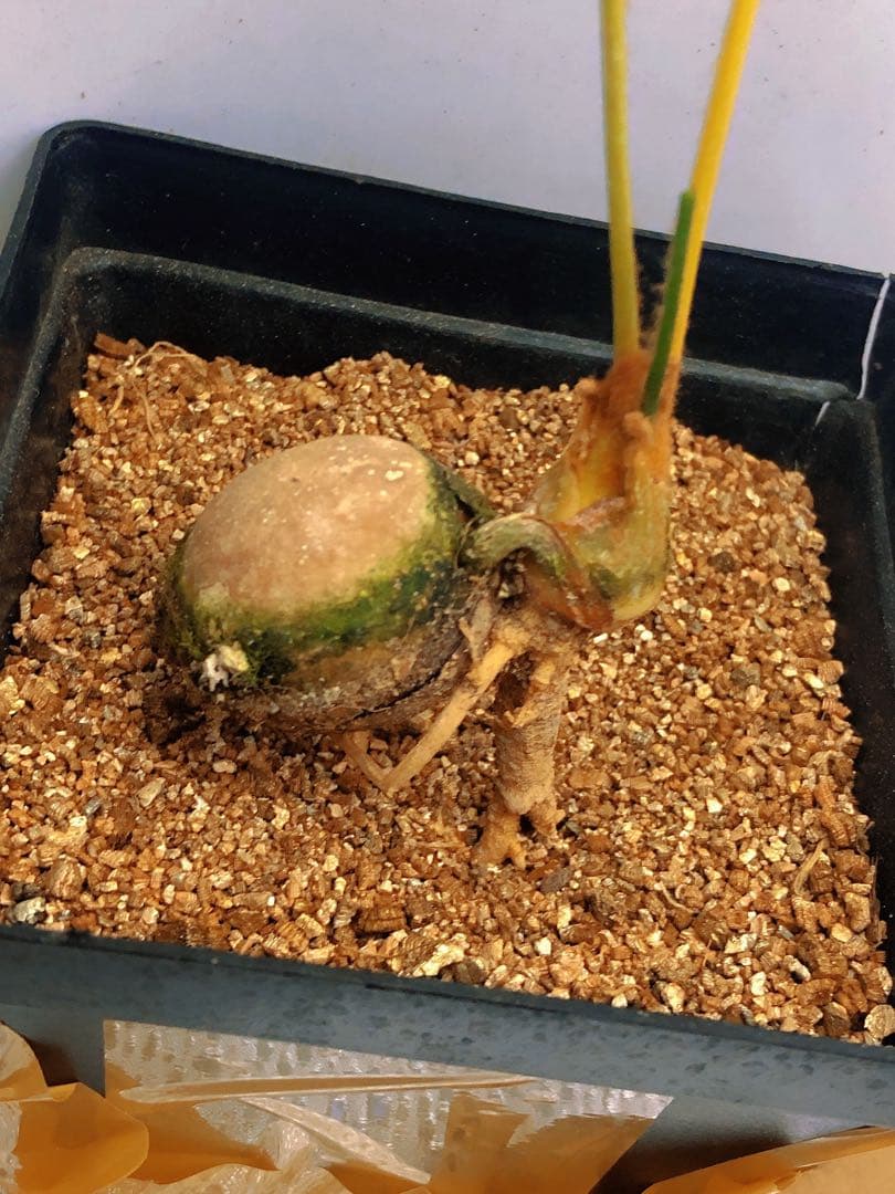 Q103黄色の羽状葉の観葉植物ソテツ錦、稀有株 - メルカリ