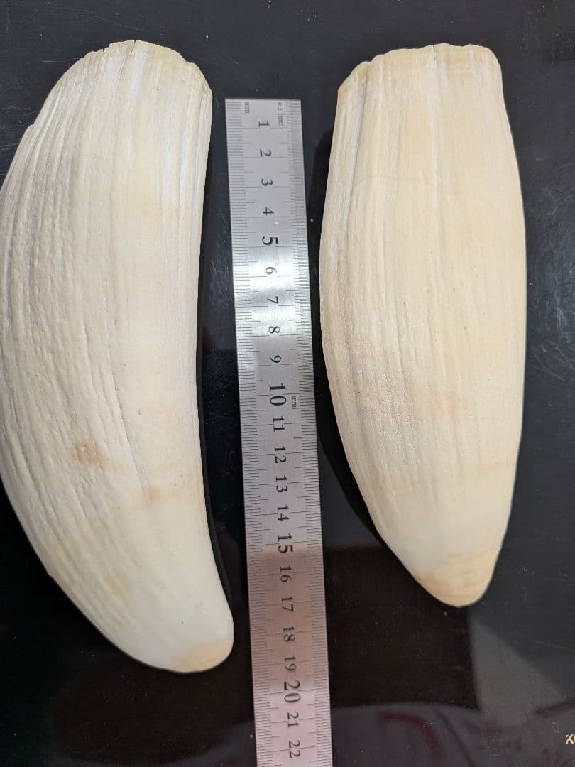 マッコウ鯨歯　特大