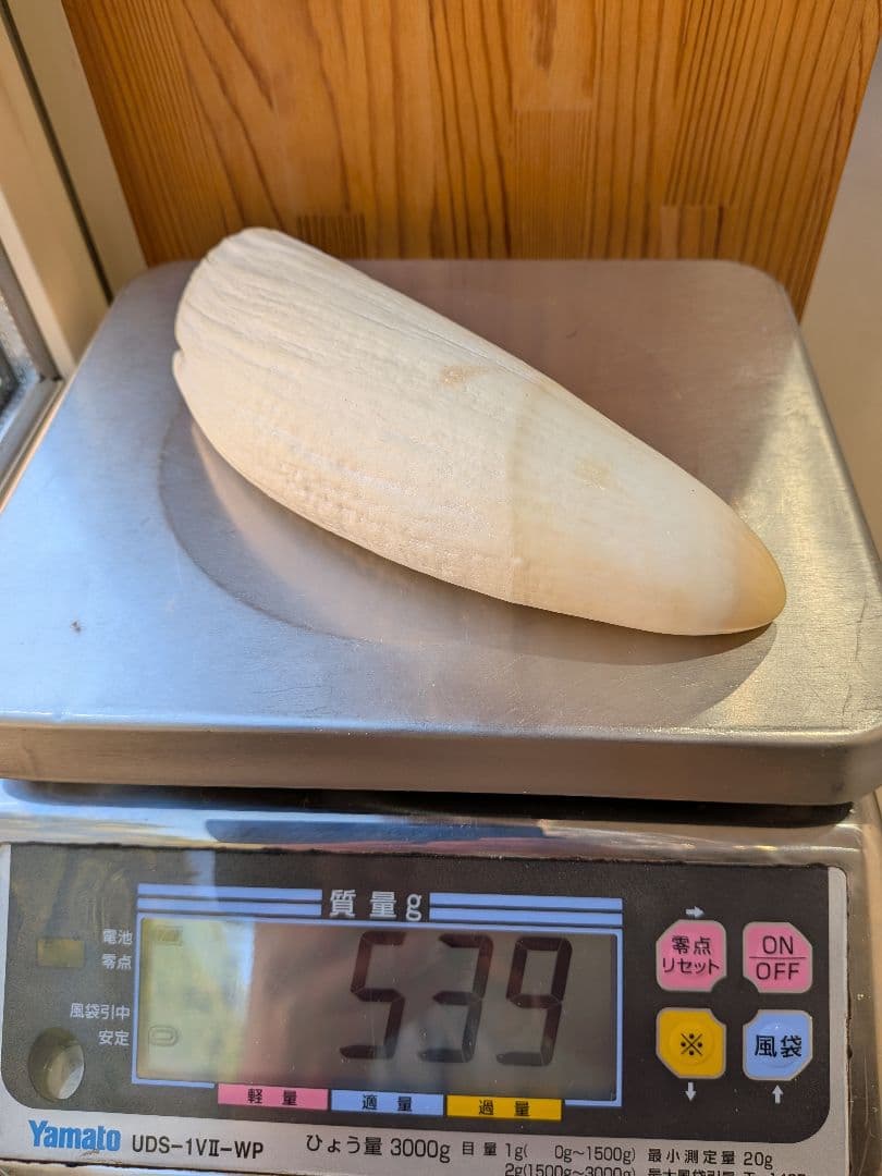 マッコウ鯨歯　特大