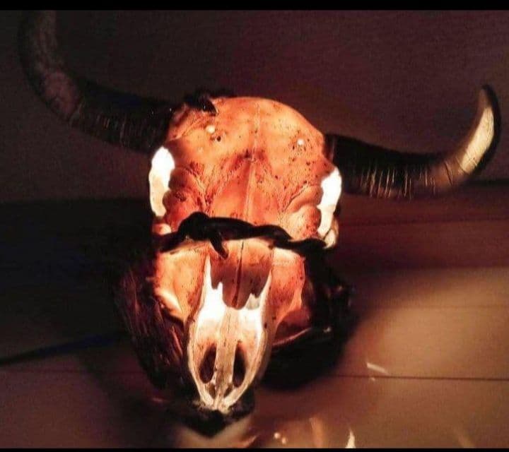牛の頭骨 照明