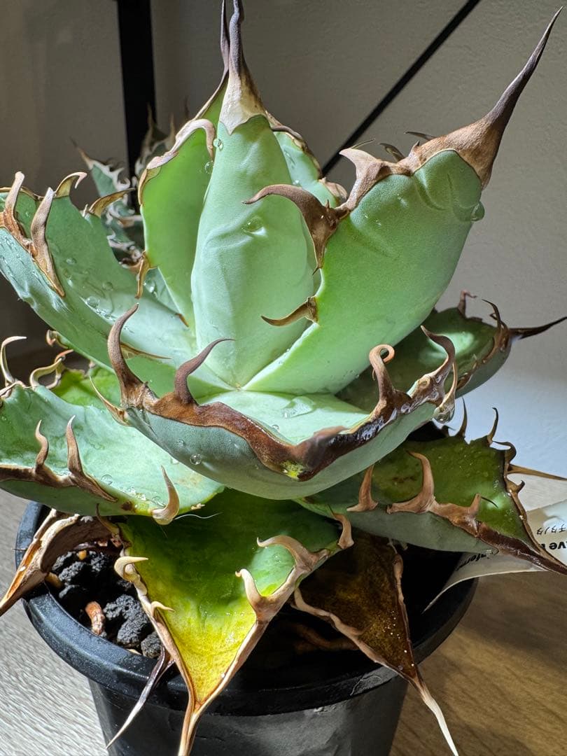 CACTUS GREEN アガベチタノタ　インフェルノ　コレクション株　子株付き