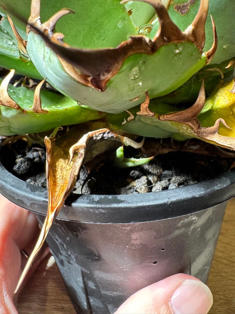 CACTUS GREEN アガベチタノタ　インフェルノ　コレクション株　子株付き