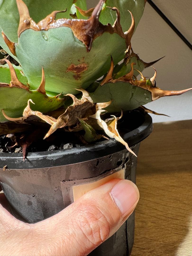 CACTUS GREEN アガベチタノタ　インフェルノ　コレクション株　子株付き