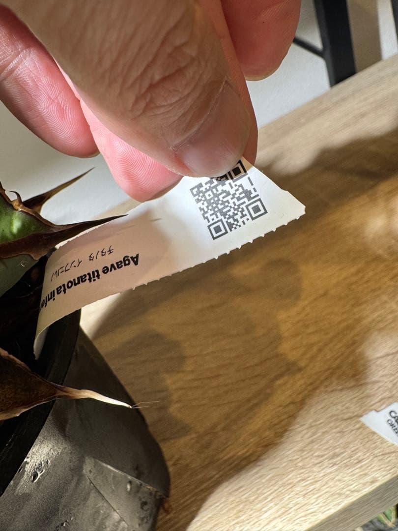 CACTUS GREEN アガベチタノタ　インフェルノ　コレクション株　子株付き