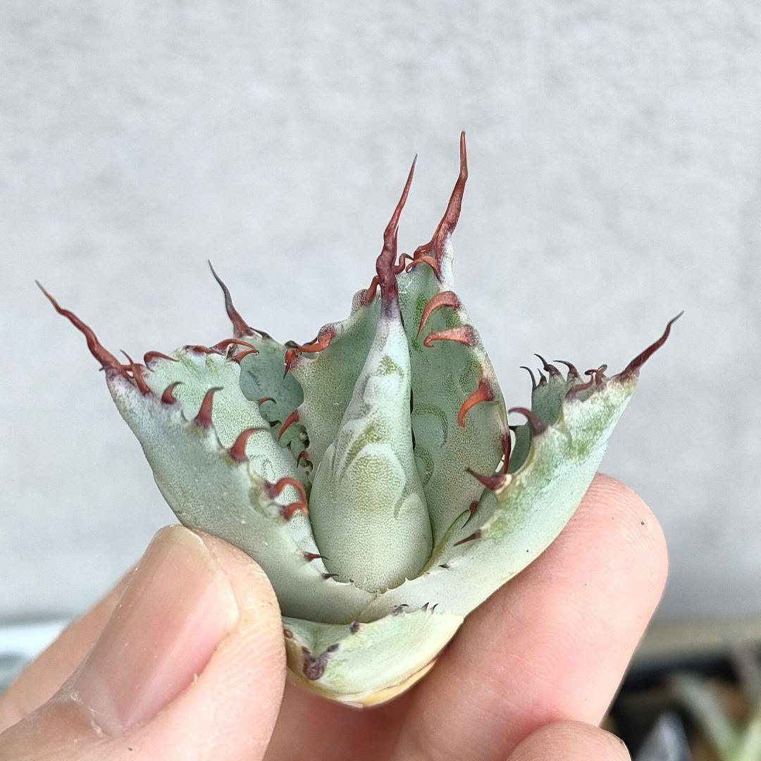 アガベ ハイブリッド パライシ （パラサナ×イシスメンシス）子株