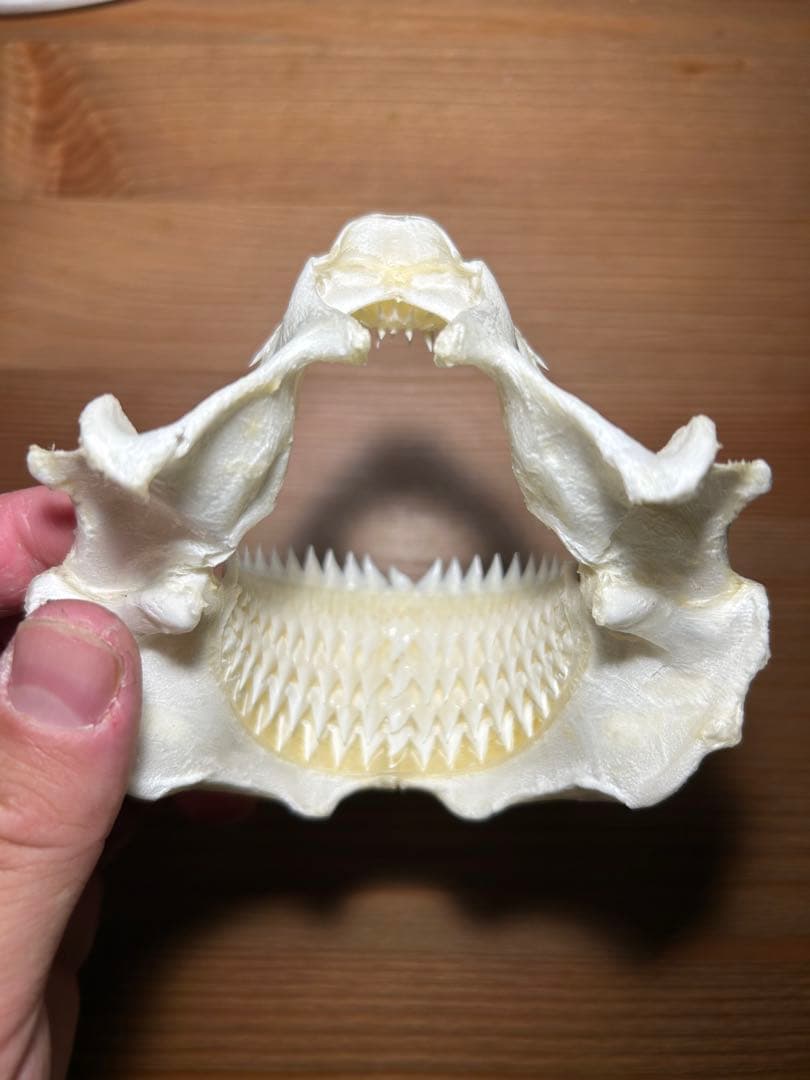 サメ(ヨロイザメ)の顎 標本