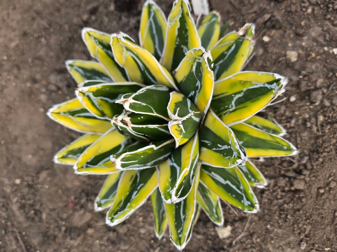 笹の雪　ダルマ輝山