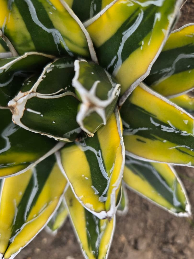 笹の雪　ダルマ輝山