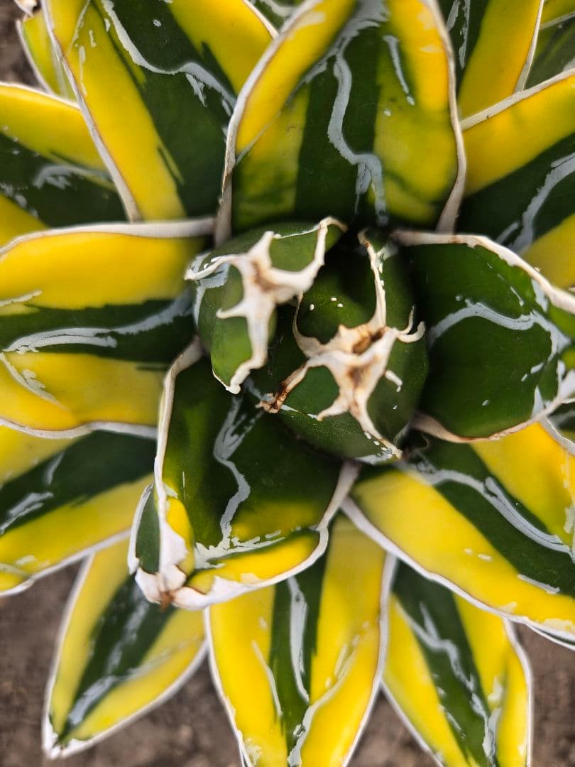 笹の雪　ダルマ輝山