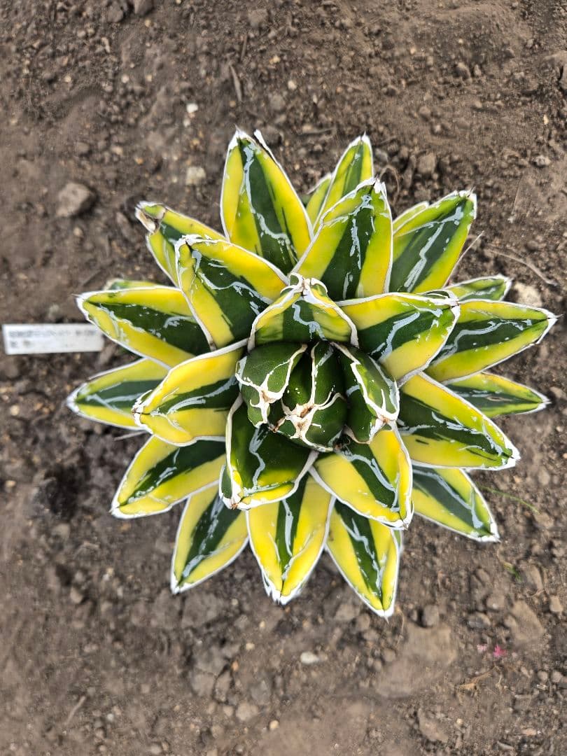 笹の雪　ダルマ輝山