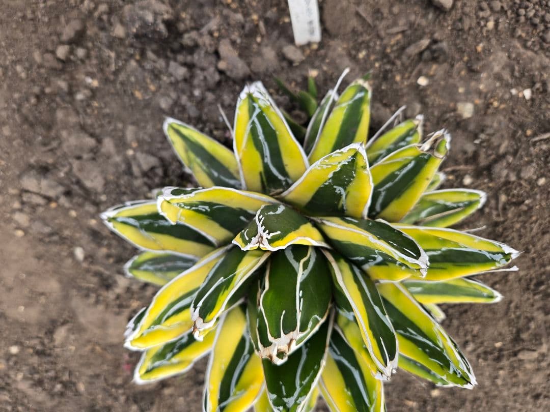 笹の雪　ダルマ輝山