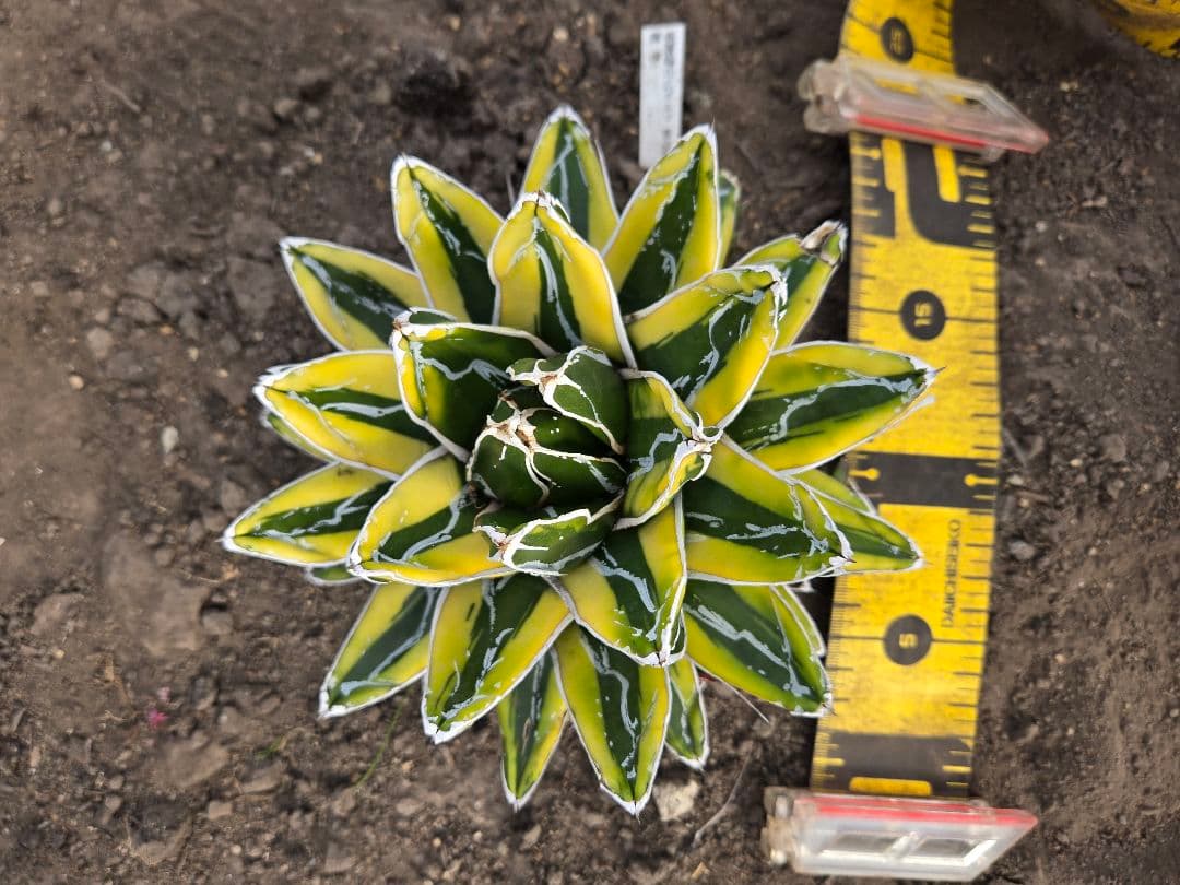 笹の雪　ダルマ輝山