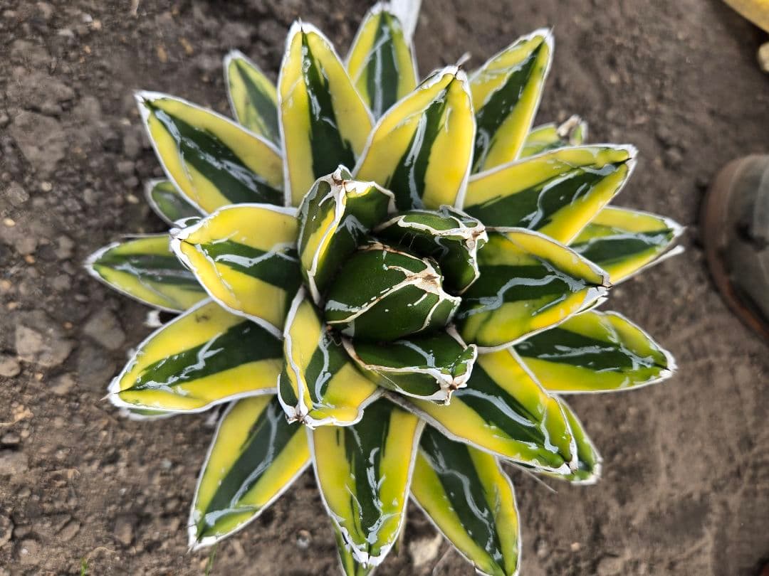 笹の雪　ダルマ輝山