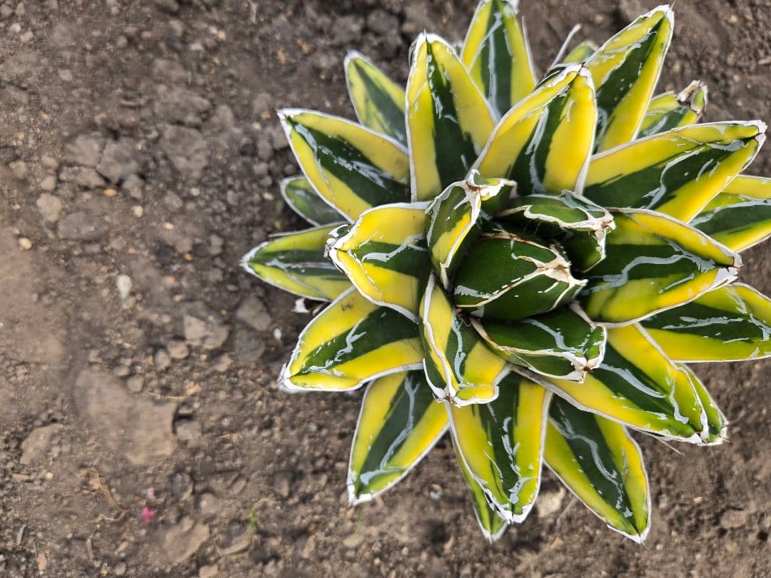 笹の雪　ダルマ輝山