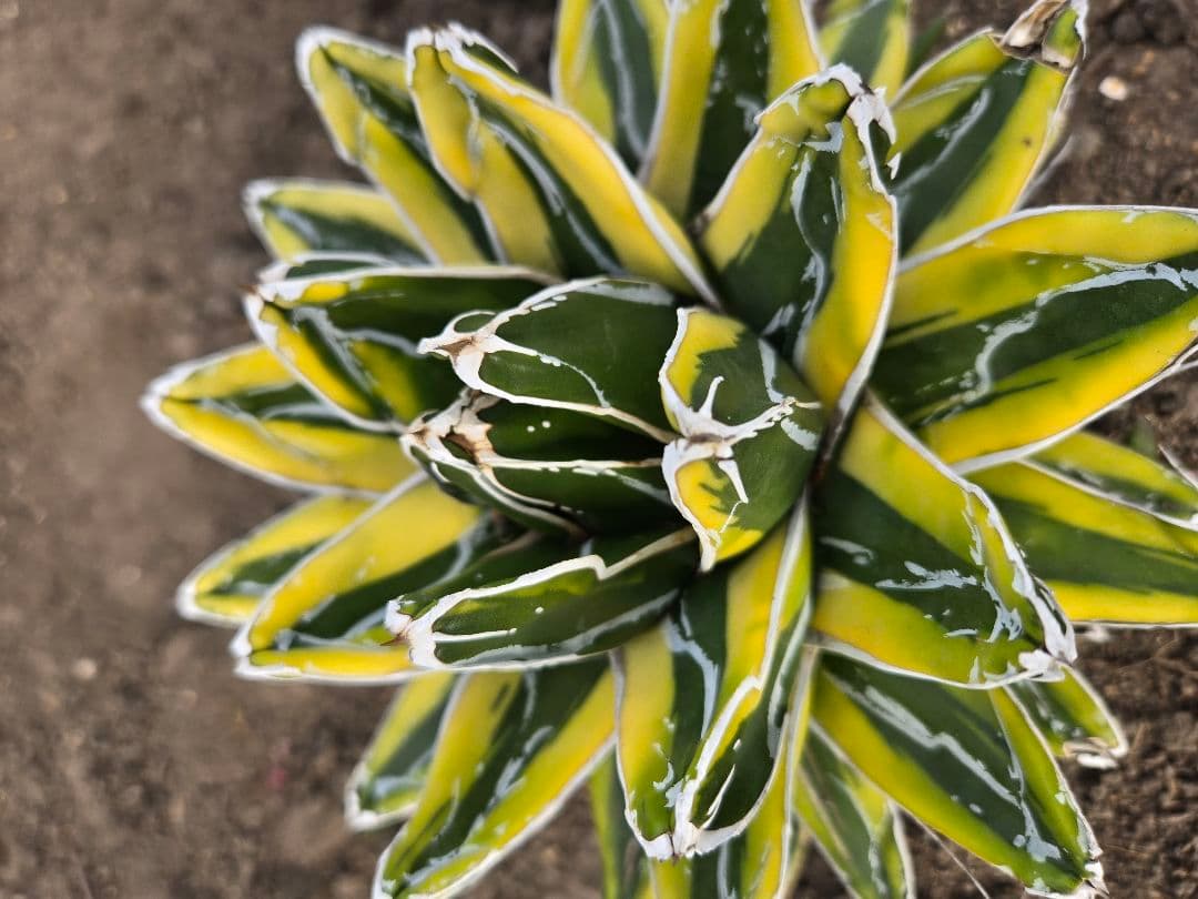笹の雪　ダルマ輝山