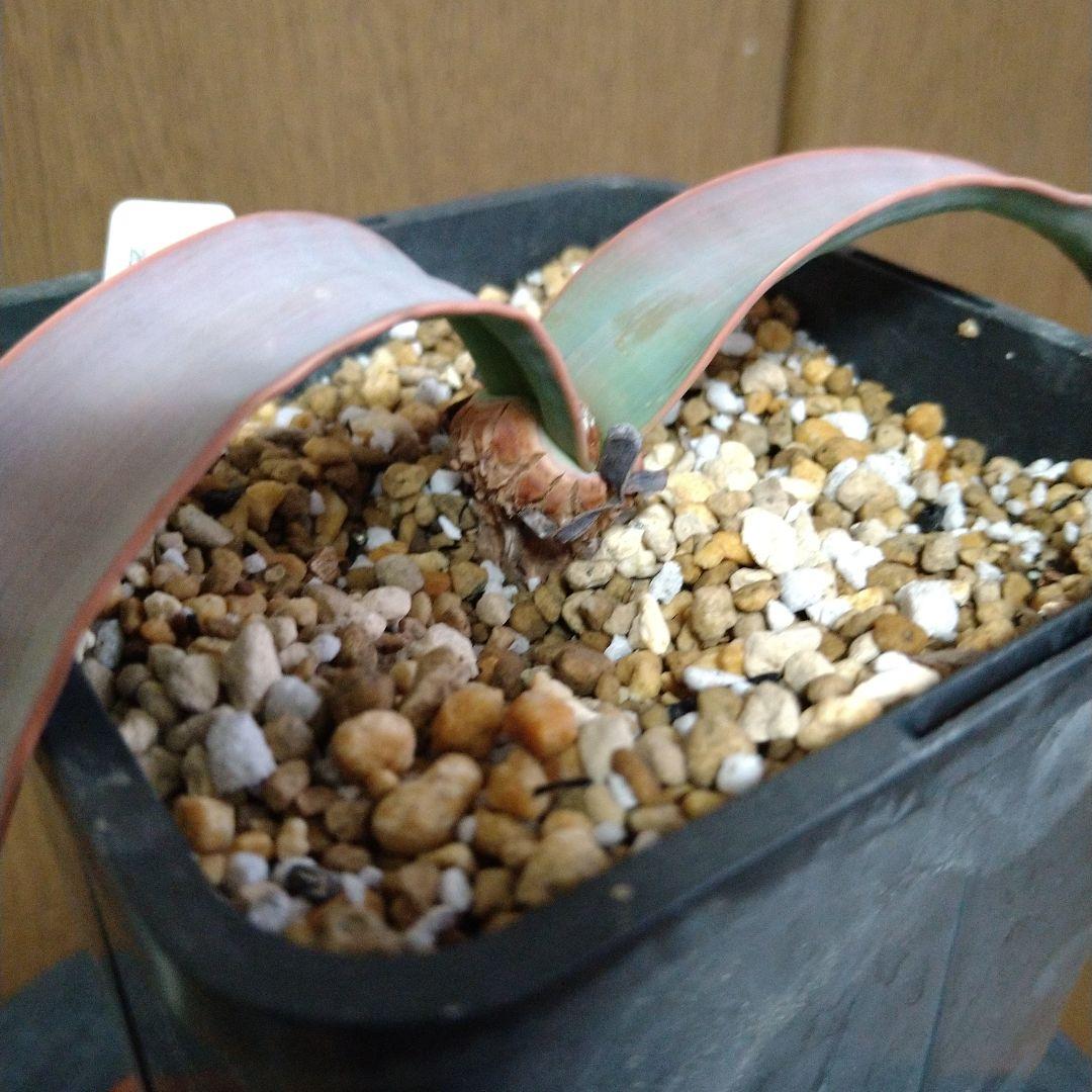奇想天外 Welwitschia Mirabilis
