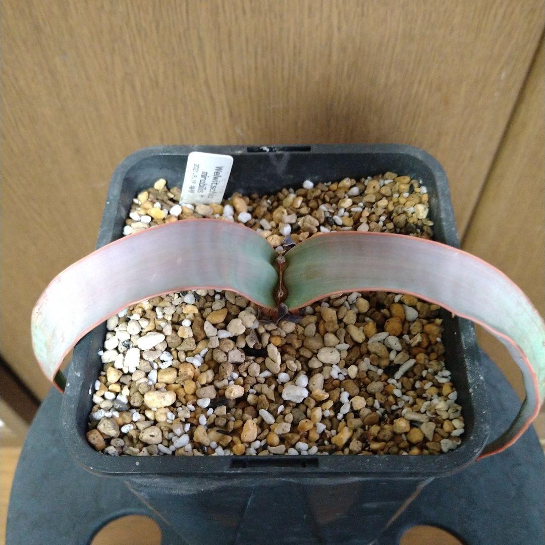 奇想天外 Welwitschia Mirabilis