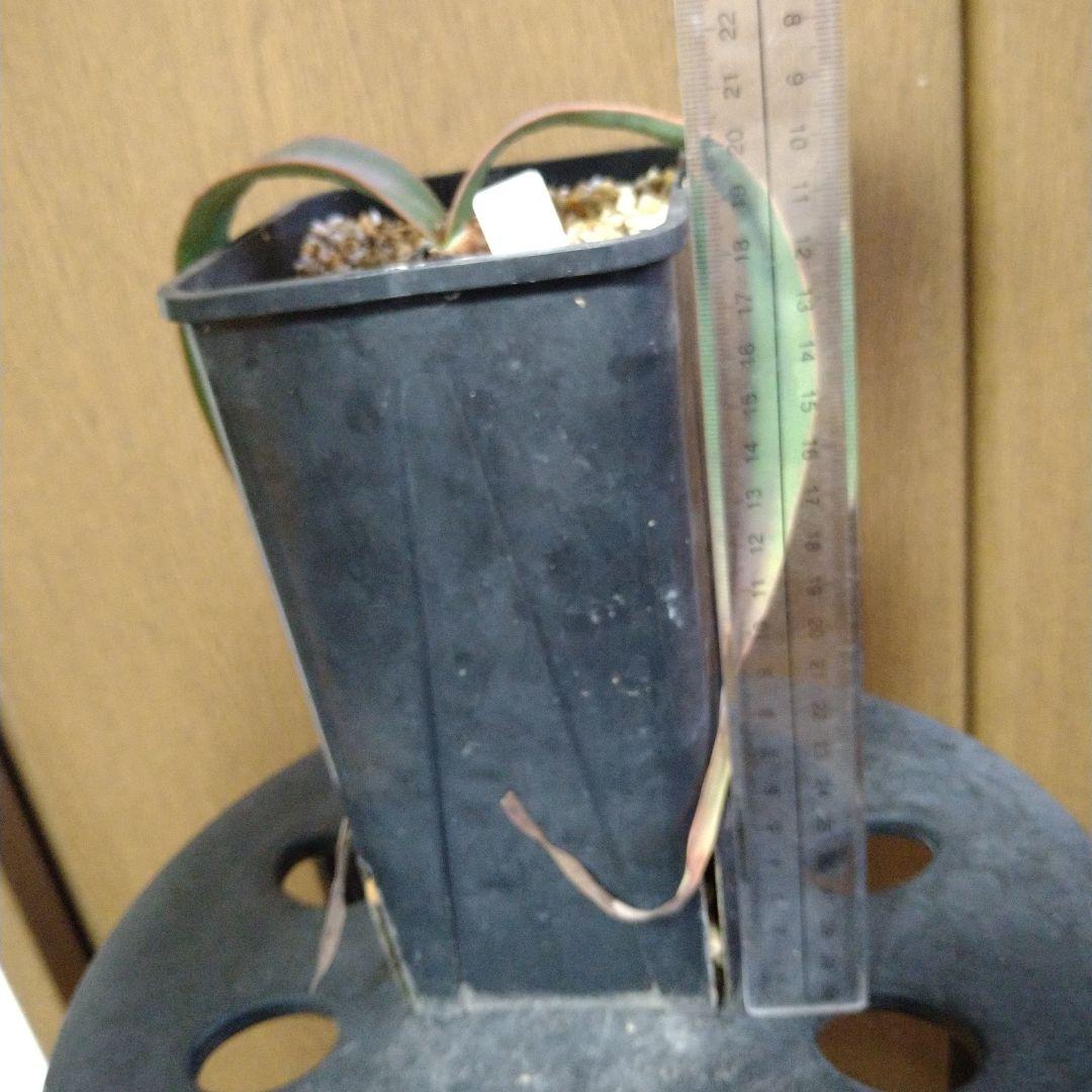 奇想天外 Welwitschia Mirabilis