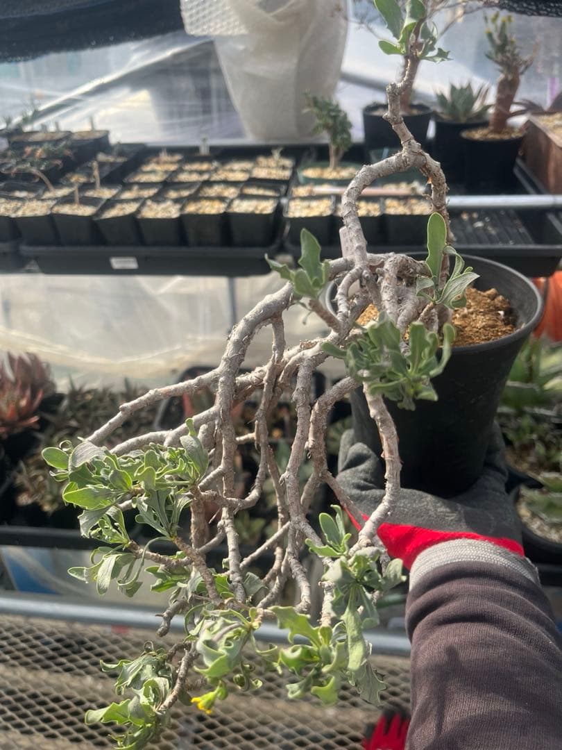 オトンナ ロバタ 大株 当方で2夏越済 鉢ごと発送 - メルカリ