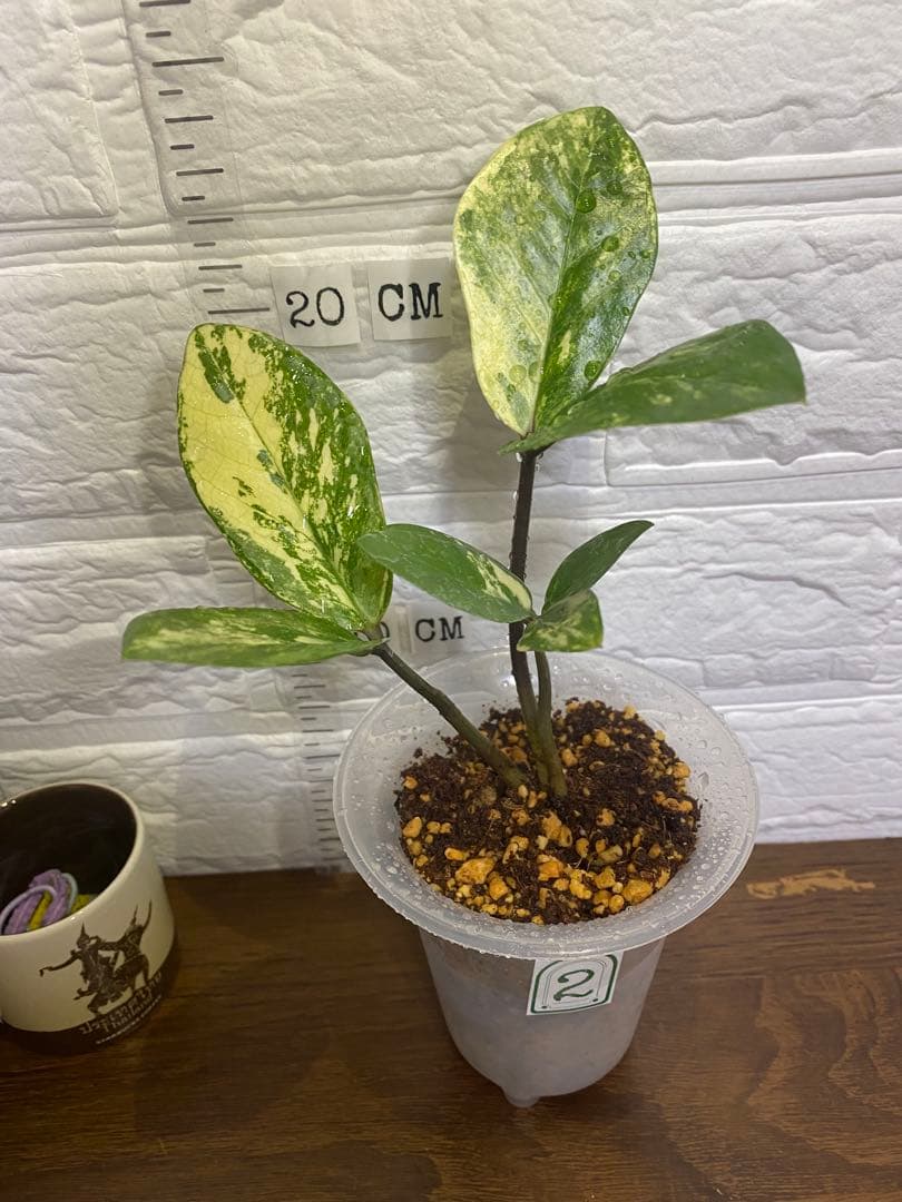 ザミオクルカス ザミフォーリア (斑入り~ レモン)