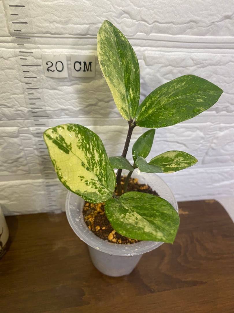 ザミオクルカス ザミフォーリア (斑入り~ レモン)