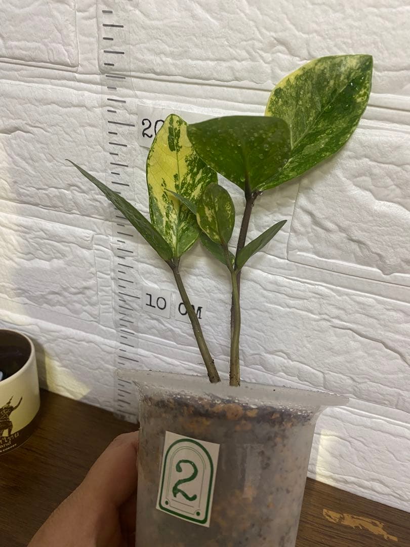 ザミオクルカス ザミフォーリア (斑入り~ レモン)