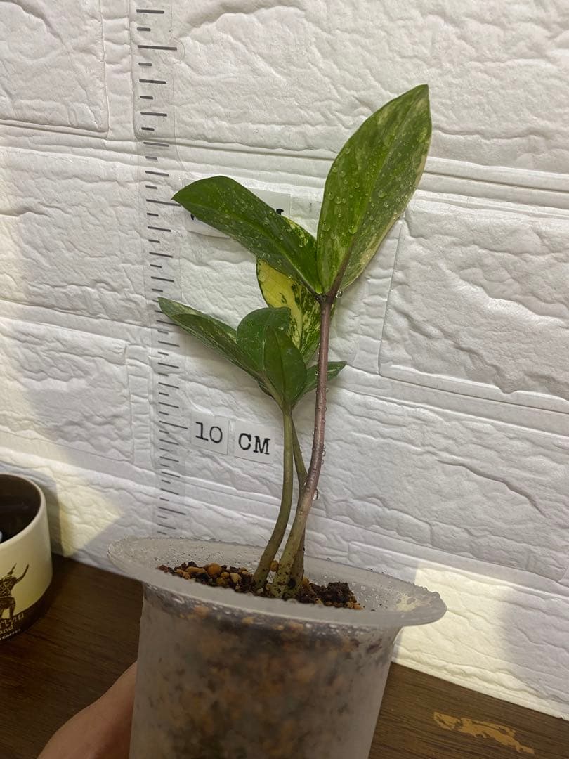 ザミオクルカス ザミフォーリア (斑入り~ レモン)